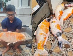 Bali Blackout, Lapor Ikan Koi dan Ternak Ayam Mati, LPK: PLN Wajib Ganti Kerugian Masyarakat!