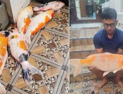Bali Blackout, Lapor Ikan Koi dan Ternak Ayam Mati, LPK: PLN Wajib Ganti Kerugian Materil yang Diderita Masyarakat!