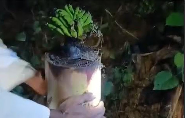 Madura Geger, Batang Pohon Pisang Bekas Bantal Jenazah Tiba-tiba Tumbuh dan Berbuah