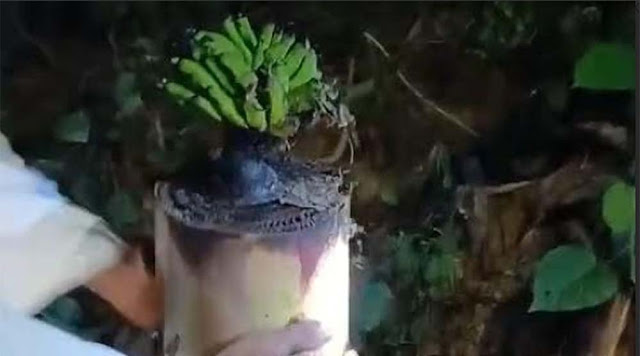 Warga Madura Geger, Batang Pohon Pisang Bekas Bantal Jenazah Tiba-Tiba Berbuah