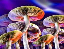 Mengejutkan! Eksperimen Magic Mushroom ke Sejumlah Pemuka Agama di Dunia, Begini Efeknya