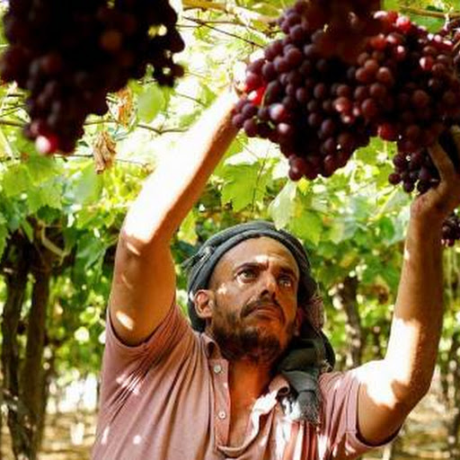 Jadi tukang petik buah anggur dibayar per Box, kerja di Australia bisa raup Rp4 Juta sehari