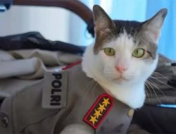 Kucing Bobby Kertanegara Bikin Heboh, Tampil Pakai Seragam Polisi Bintang 4, Apakah Sinyal Pergantian Kapolri?