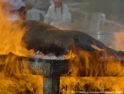 Seekor Sapi Dibakar dalam Latihan Ritual Sapi Merah di Utara Israel, Al-Aqsa Makin Terancam?