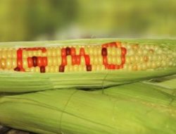 Impor GMO, Impor Penyakit