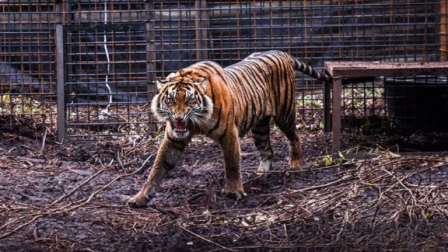 Serangan Harimau Teror Warga Jakarta, 800 Orang Pemburu Turun Tangan!