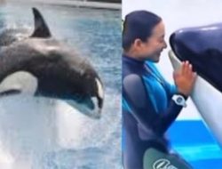Membongkar Motif di Balik Video Viral Jessica Radcliffe Pelatih Lumba-Lumba Ditelan Paus