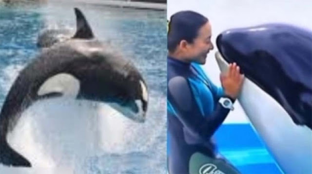 Membongkar Motif di Balik Video Viral Jessica Radcliffe Pelatih Lumba-Lumba Ditelan Paus