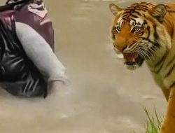 Kisah Bidan Berenang Menyeberangi Sungai, Meminta Maaf kepada Harimau yang Siap Menerkam