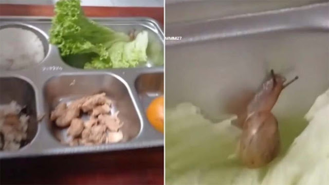 Viral Ada Siput Terekam di Menu MBG, Netizen: Makan Bareng Gary, Escargot Mahal