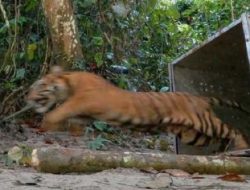 Ngeri! Harimau Sumatera Terkam Ayah dan Anak di Solok Selatan