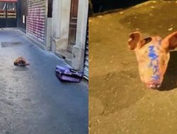GEGER! Sembilan Kepala Babi Berlumuran Darah Ditaruh di Depan Masjid di Prancis, Ini Dugaan Pelakunya