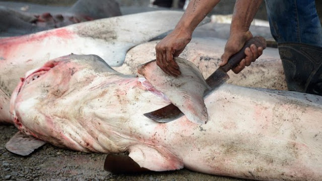 Ikan Hiu Jadi Santapan MBG di Ketapang, BGN Sebut Kearifan Lokal