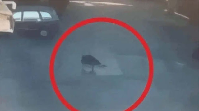Rekaman CCTV Lompatnya Timothy Anugerah Saputra Viral, Ini Link Versi Fullnya!