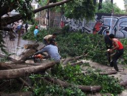 3 Pohon Tumbang di Jakarta Akibat Hujan Deras, Ini Lokasinya!