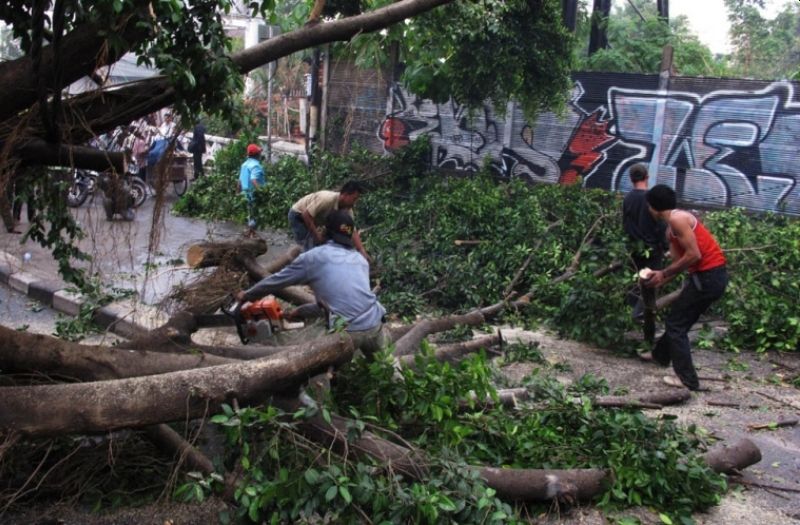3 Pohon Tumbang di Jakarta Akibat Hujan Deras, Ini Lokasinya!