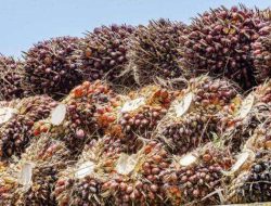 Harga CPO Anjlok 4 Hari Berturut-turut! Ini Penyebab dan Dampaknya bagi Pasar