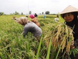 Ekspor Andalan Indonesia ke Brasil Melejit: CPO, Kopi, Kakao, dan Kelapa Jadi Primadona