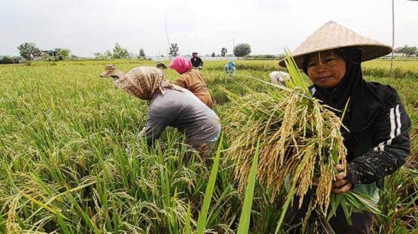 Ekspor Andalan Indonesia ke Brasil Melejit: CPO, Kopi, Kakao, dan Kelapa Jadi Primadona