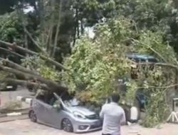 Honda Brio Tertimpa Pohon Tumbang di Jakut, Kerugian Capai Rp 75 Juta!