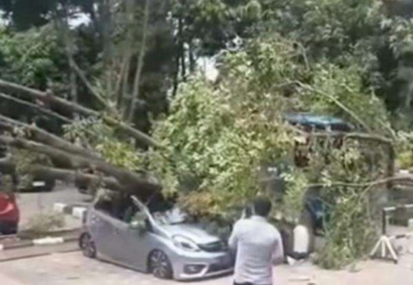 Honda Brio Tertimpa Pohon Tumbang di Jakut, Kerugian Capai Rp 75 Juta!