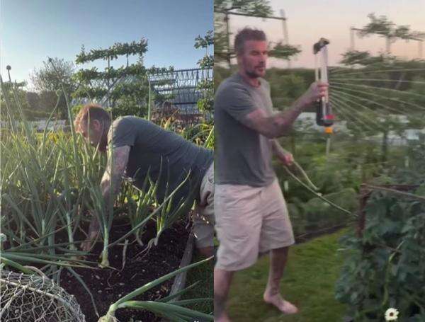 David Beckham Pensiun dari Sepak Bola, Kini Fokus Berkebun di Oxfordshire