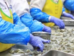 Udang & Cengkeh Indonesia Ditolak AS! Ini Pemicu Kontaminasi Cesium-137 yang Mengancam Ekspor