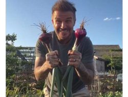 David Beckham Pensiun Bahagia: Panen Bawang Merah di Kebun Pribadi, Netizen Kagum!