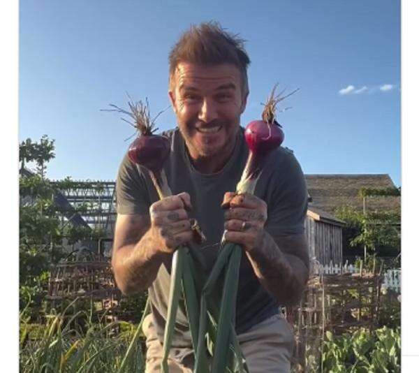 David Beckham Pensiun Bahagia: Panen Bawang Merah di Kebun Pribadi, Netizen Kagum!