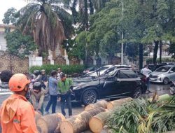 Pohon Tumbang Tewaskan Pengemudi Lexus di Pondok Indah: Kronologi Lengkap dan Faktor Penyebab