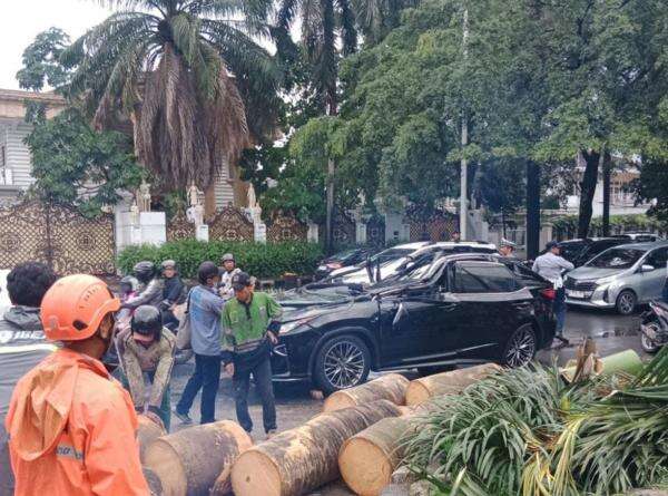 Pohon Tumbang Tewaskan Pengemudi Lexus di Pondok Indah: Kronologi Lengkap dan Faktor Penyebab