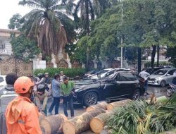 Tewas Tragis! Pohon Tumbang Hancurkan Lexus di Pondok Indah, Korban 50 Tahun