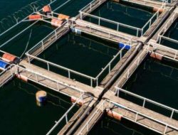 Lim Shrimp Org (LSO) Resmi Kuasai 25% Saham SMKM, Ini Nilai dan Dampaknya