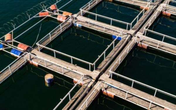 Lim Shrimp Org (LSO) Resmi Kuasai 25% Saham SMKM, Ini Nilai dan Dampaknya