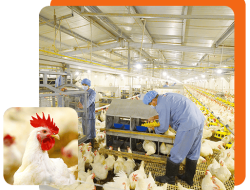 3 Rekomendasi Saham Peternakan Terbesar di BEI 2025: CPIN, JPFA, MAIN