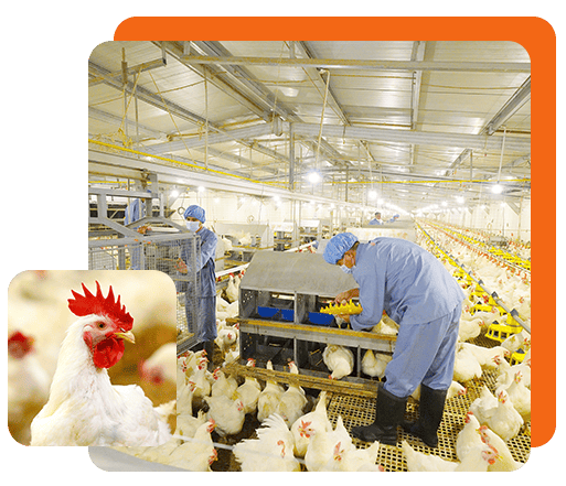 3 Rekomendasi Saham Peternakan Terbesar di BEI 2025: CPIN, JPFA, MAIN