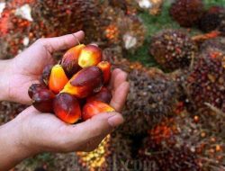 Proyeksi Harga CPO Melonjak di 2026, Ini Pemicu Utara dari Kebijakan B50