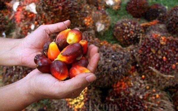 Proyeksi Harga CPO Melonjak di 2026, Ini Pemicu Utara dari Kebijakan B50