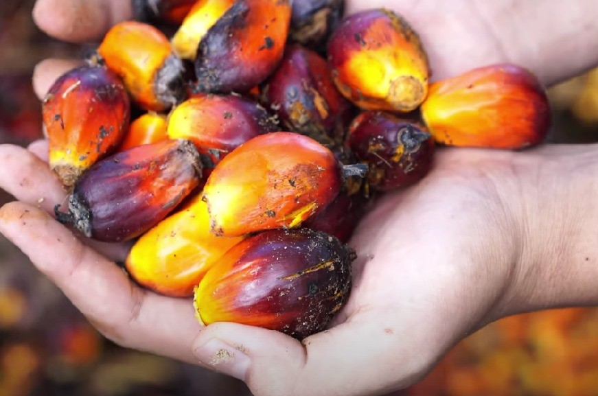 CPO Anjlok 4 Hari Beruntun! Ini 5 Faktor Penyebab dan Dampaknya ke Pasar