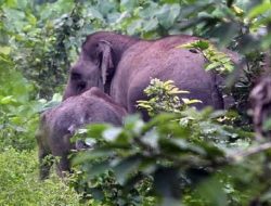 Anak 8 Tahun Kritis Diterjang Gajah Liar di Pekanbaru, Begini Kronologinya