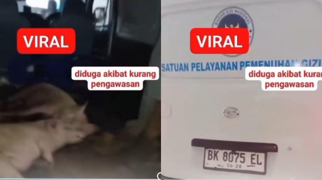 BGN Laporkan Pemilik Mobil Berstiker Badan Gizi Nasional yang Angkut Babi