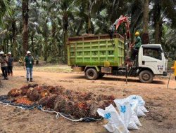 Laba Bersih Astra Agro (AALI) Tembus Rp 1,07 Triliun di Kuartal III 2025, Tumbuh 33,57%