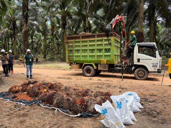 Laba Bersih Astra Agro (AALI) Tembus Rp 1,07 Triliun di Kuartal III 2025, Tumbuh 33,57%