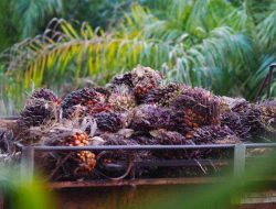 Harga CPO Anjlok 5%: Penyebab, Dampak, dan Prospek Terkini