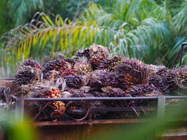 Harga CPO Anjlok 5%: Penyebab, Dampak, dan Prospek Terkini