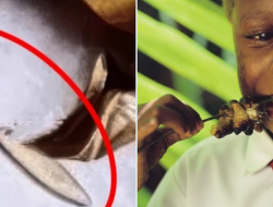 Ulat di Menu MBG SMAN 1 Kamal Diklaim Tinggi Protein, Ini Faktanya