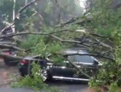 Bahaya Pohon Tumbang di Jakarta: Tips & Imbauan Distamhut Saat Hujan