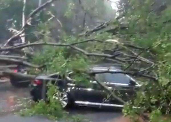 Bahaya Pohon Tumbang di Jakarta: Tips & Imbauan Distamhut Saat Hujan