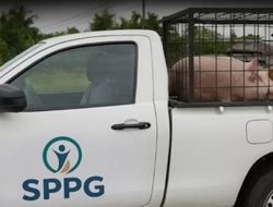 Viral Mobil SPPG Angkut Babi di Nias, BGN Laporkan ke Polisi