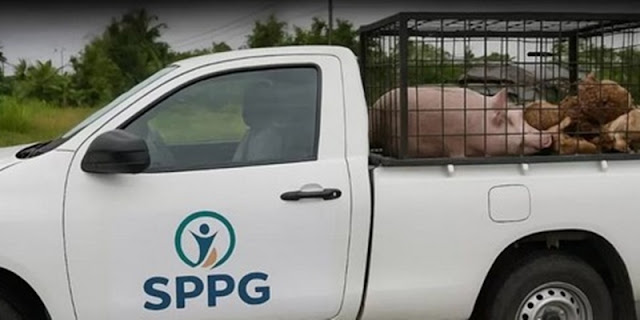 Viral Mobil SPPG Angkut Babi di Nias, BGN Laporkan ke Polisi